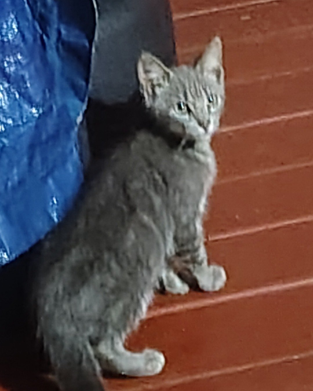 peanut the domestic short-haired. Cat, Kitten, Manx