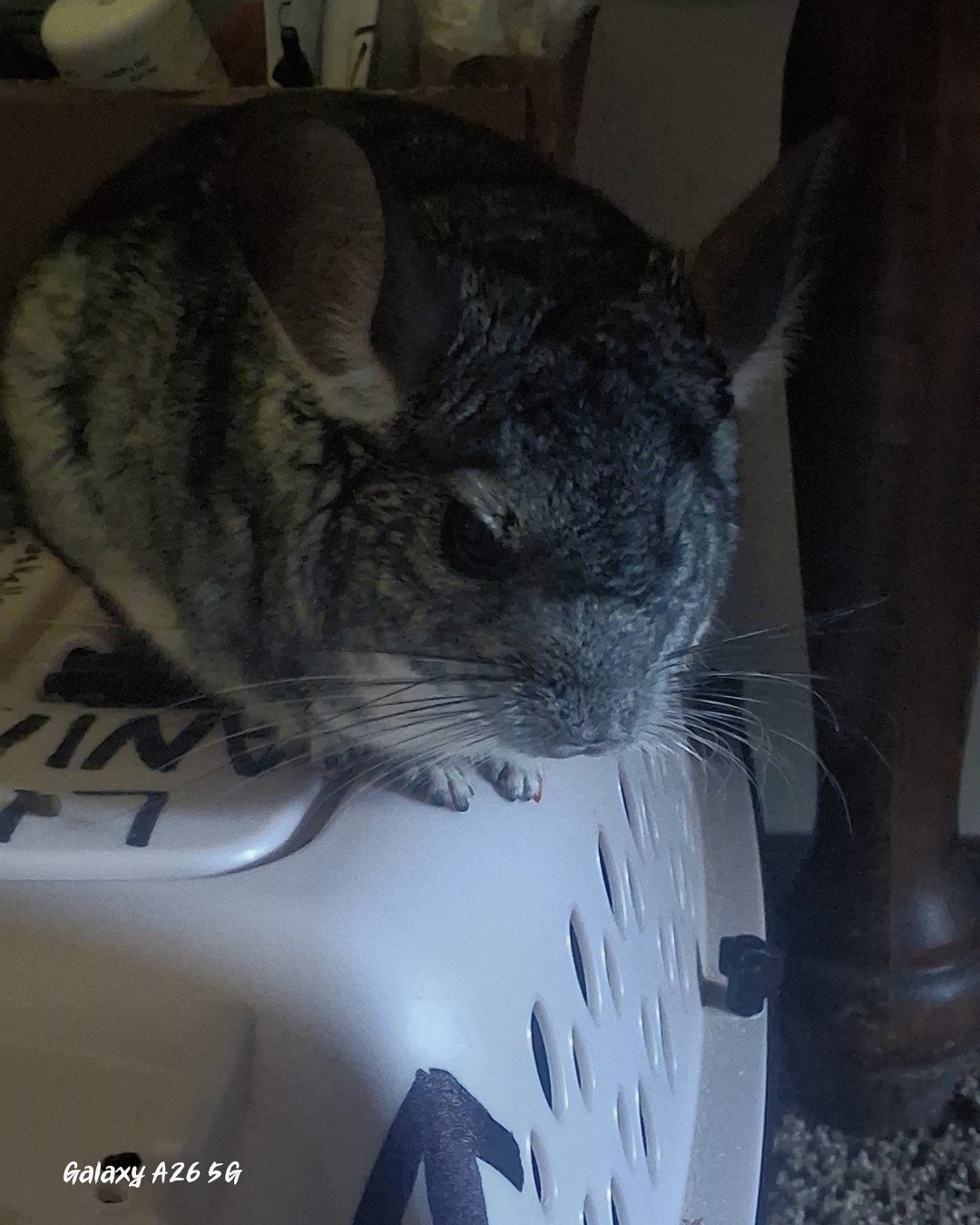 Chimmichanga the Chinchilla. Rodent, Chinchilla, Rat