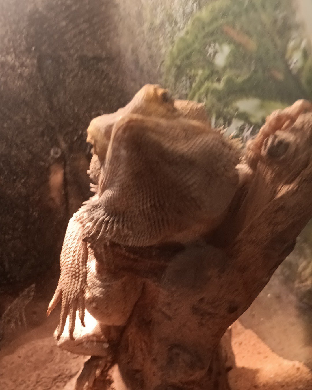 cookie the bearded dragon 🐉. Iguana, Lizard, Reptile, Person