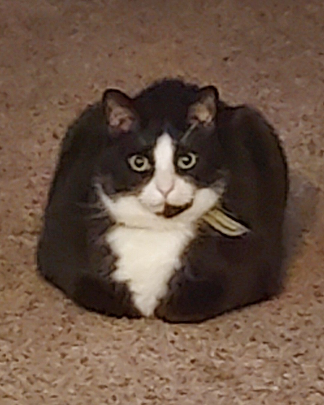 Nico di Angelo. Cat