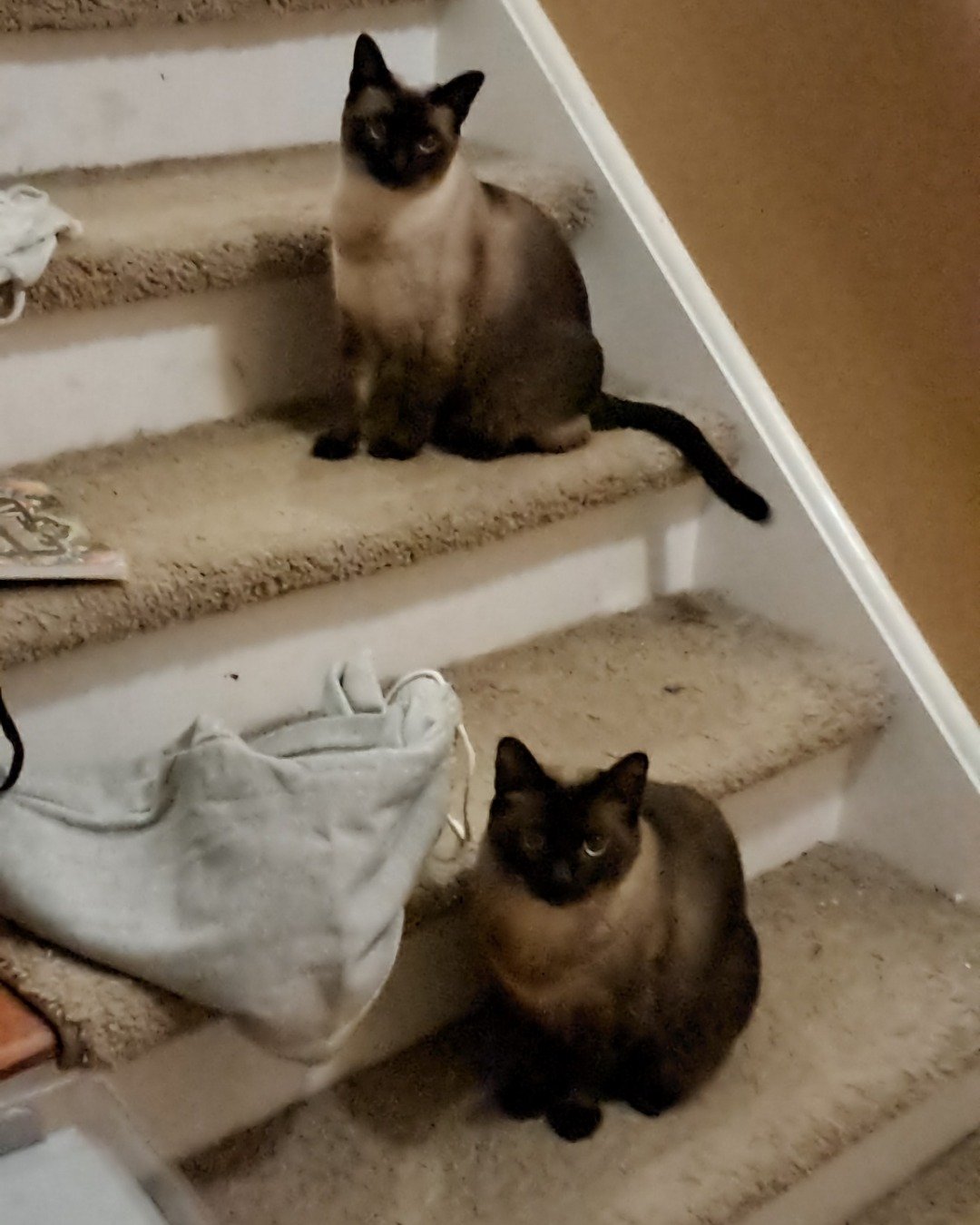 Twin love ❤ (Stella and Luna) the Siamese. Architecture, Building, House, Housing, Staircase, Cat