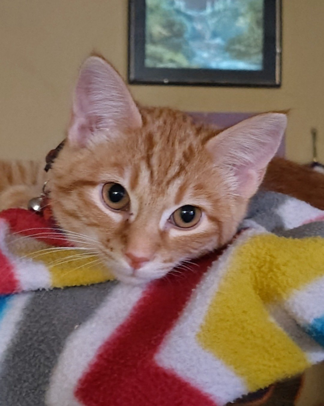 Pumpkin the Ginger. Computer Hardware, Electronics, Hardware, Monitor, Screen, TV