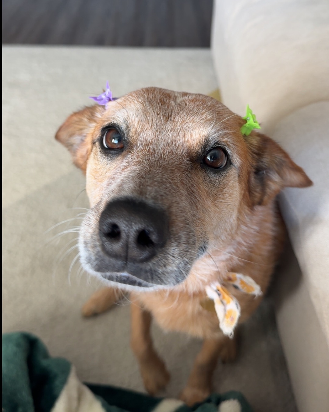 Breslin the Australian Cattle Dog — Dog, Puppy, Hound, Couch, Furniture