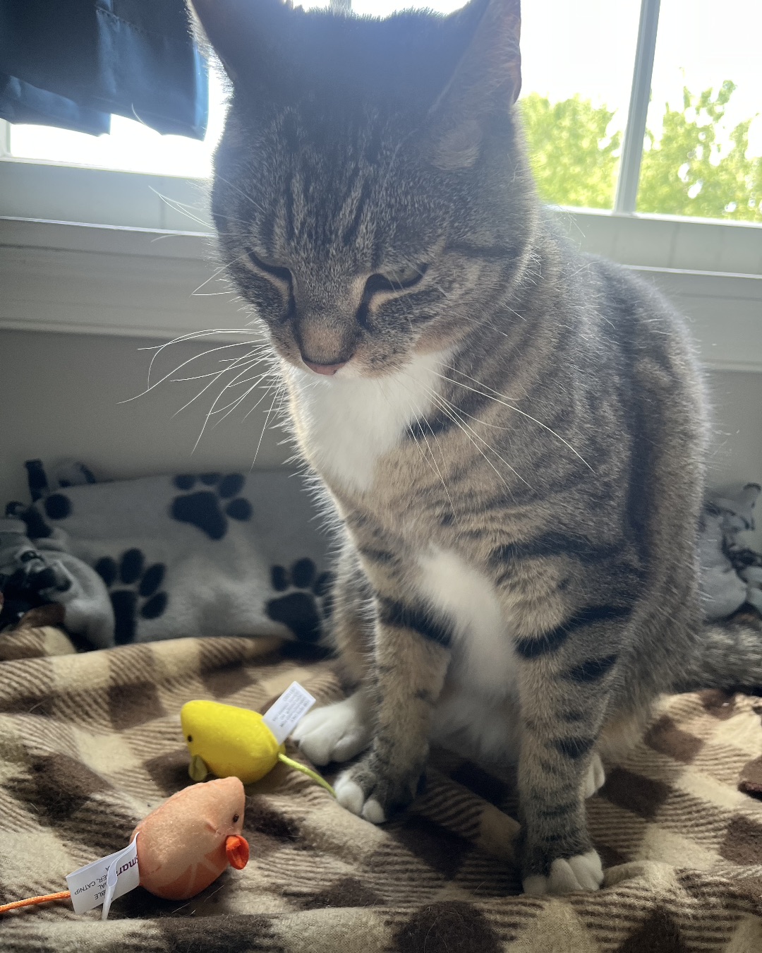 Sam. Couch, Furniture, Cat, Manx, Food, Fruit