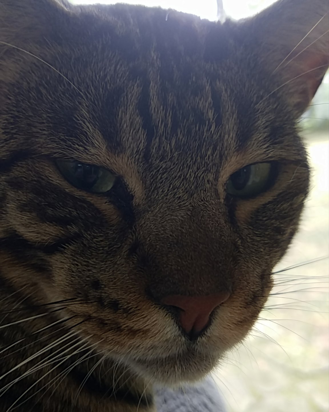 Thor ⚡️💪🏽 the Savannah Cat. Abyssinian, Cat