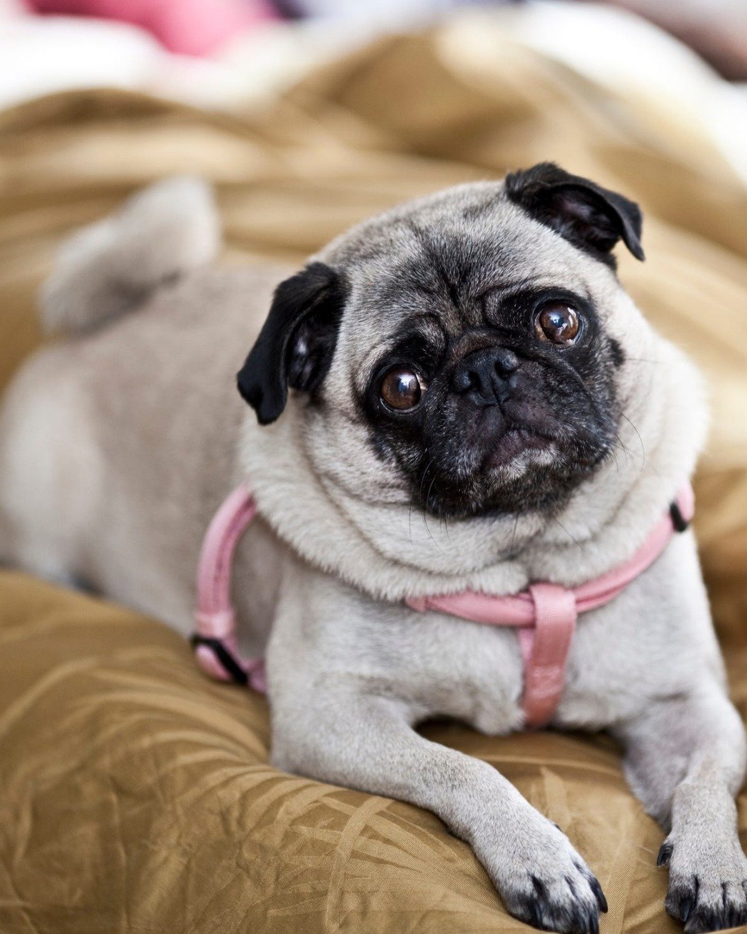 funny dogs the .. Dog, Pug