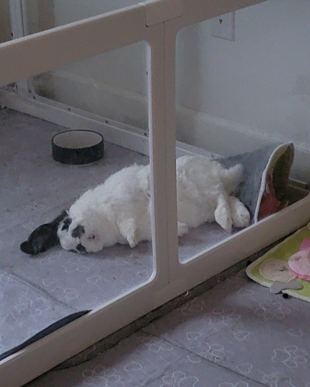 Potato the Lop ear bunny. Dog, Hockey, Ice Hockey, Ice Hockey Puck, Rink, Skating