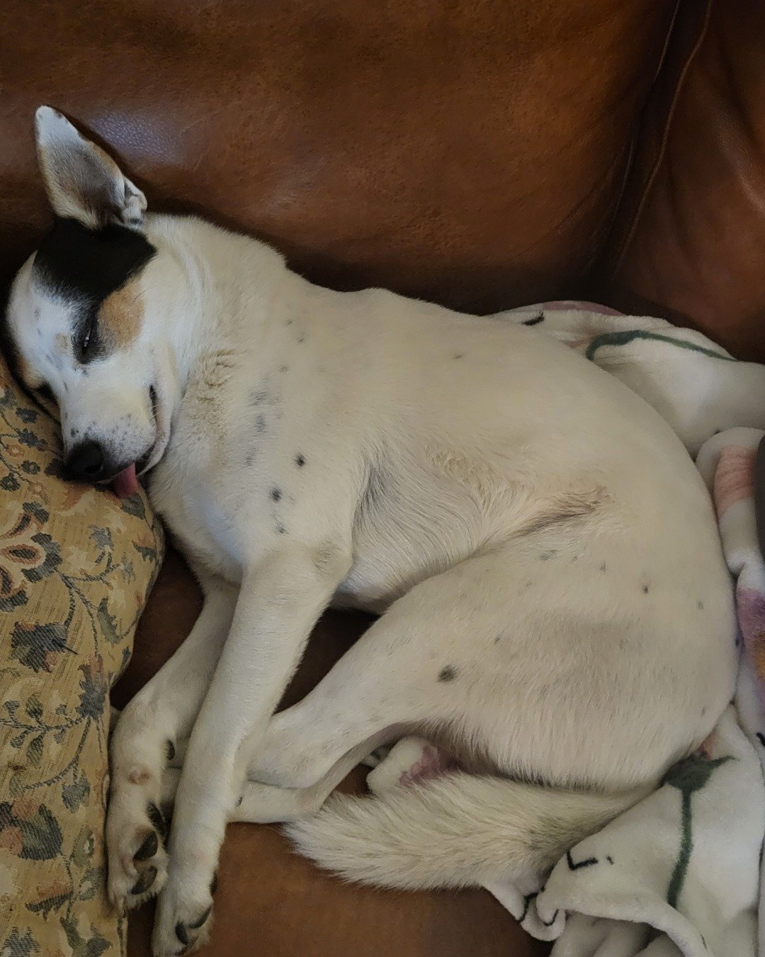 Billy the 1/4 Chihuahua 3/4 Queensland healer. Dog, Puppy, Person, Sleeping, Couch, Furniture