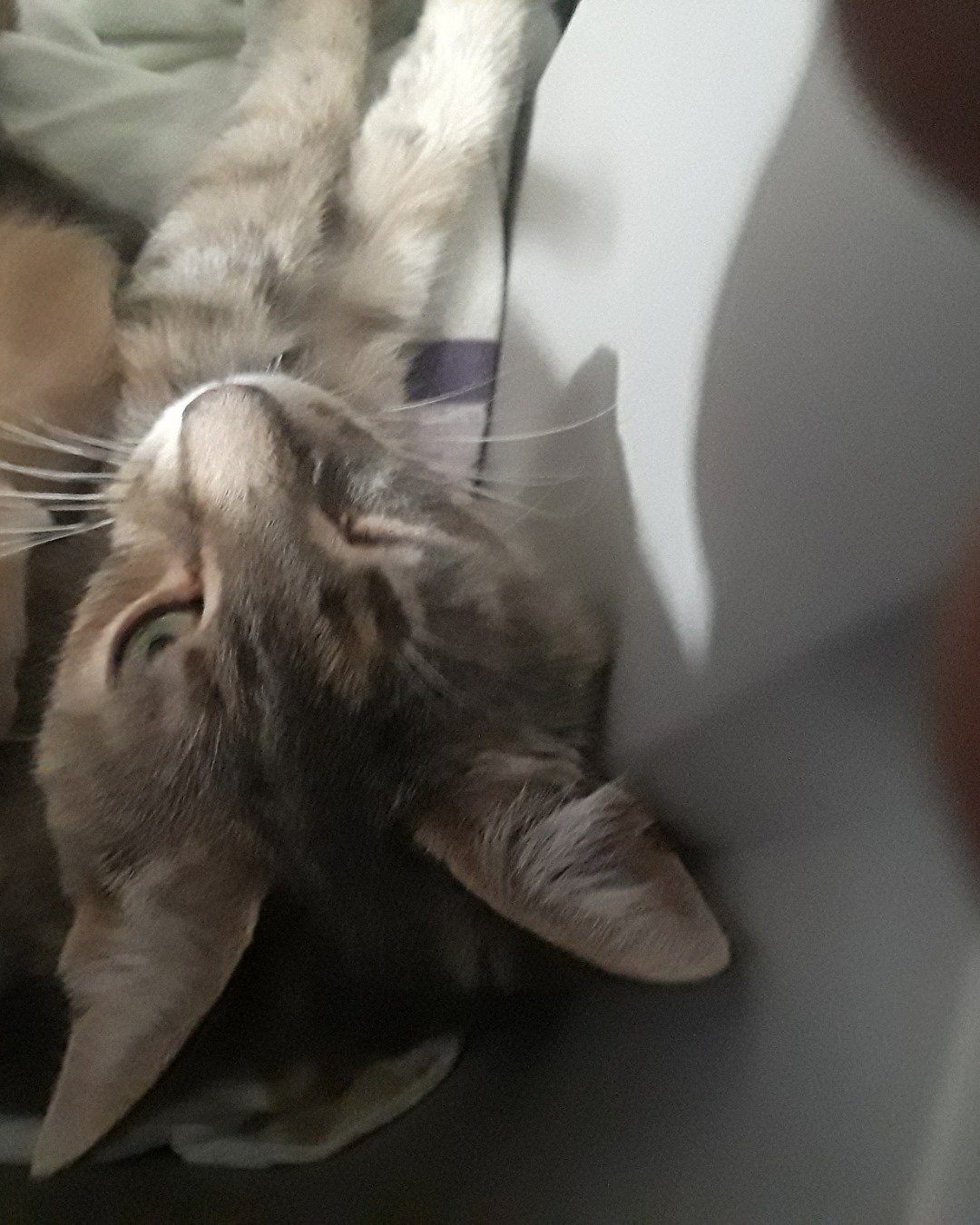 socks the gray tabby. Cat, Kitten