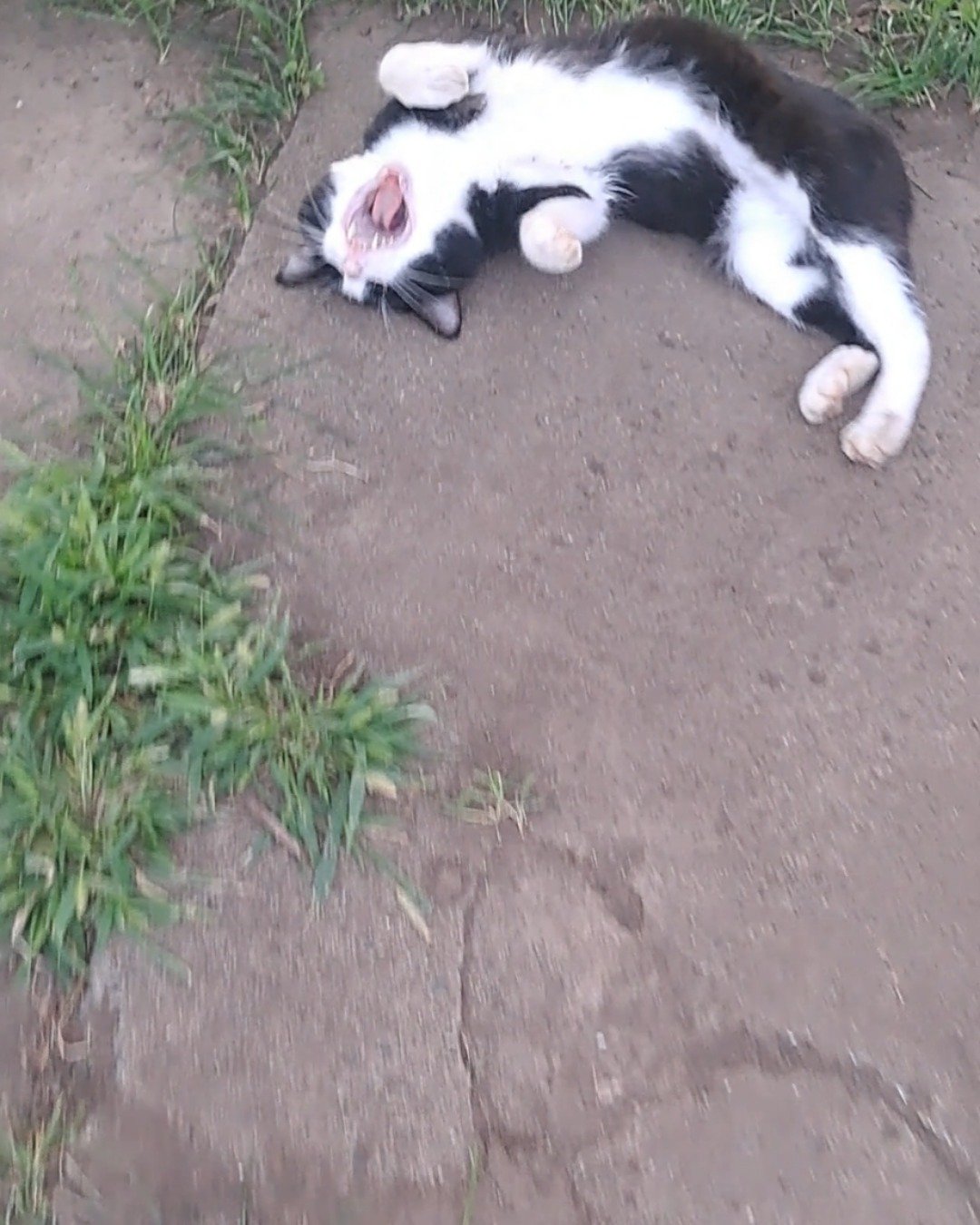 Bear the Bobtail. Grass, Plant, Soil, Cat, Kitten, Person