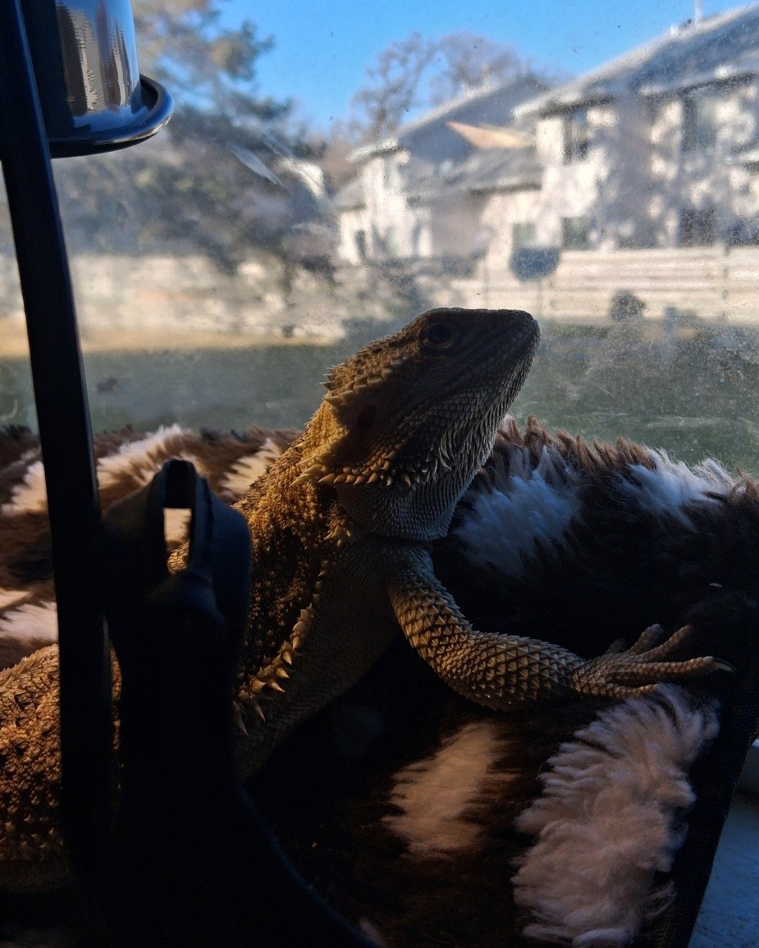 Aldawien "Al" for short. the Bearded Dragon. Iguana, Lizard, Reptile, Person, Gecko