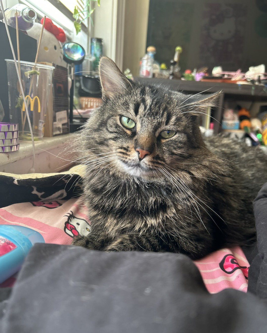 Bartholomew the first the Main coon. Person, Cat, Indoors, Furniture