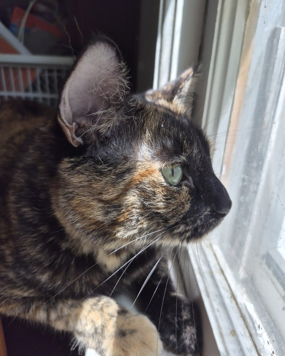 Celestine. Cat, Manx, Kitten