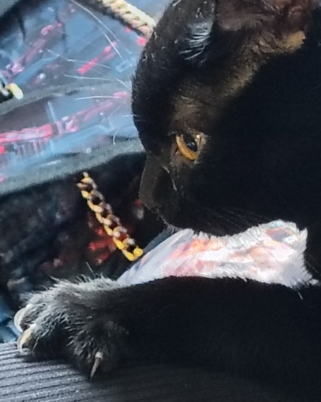 Wendsday the Black Kitty. Cat, Black Cat