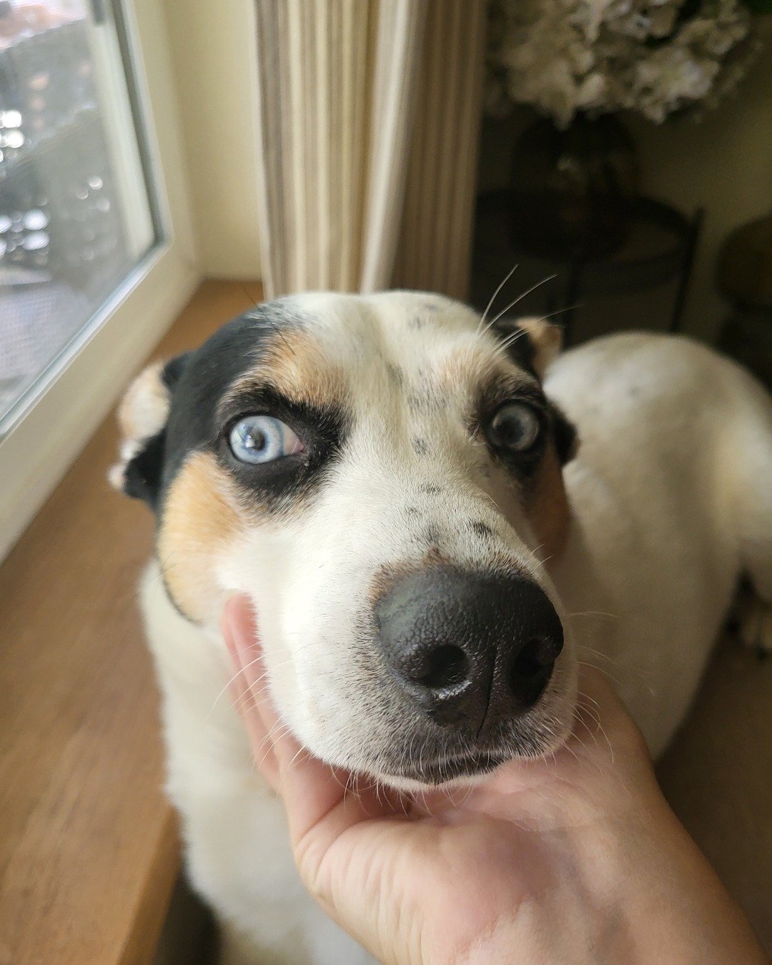 Billy the 1/4 Chihuahua 3/4 Queensland healer. Dog, Hound, Puppy, Window