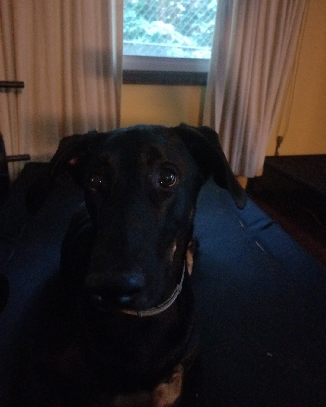 fixet the mix. Dog