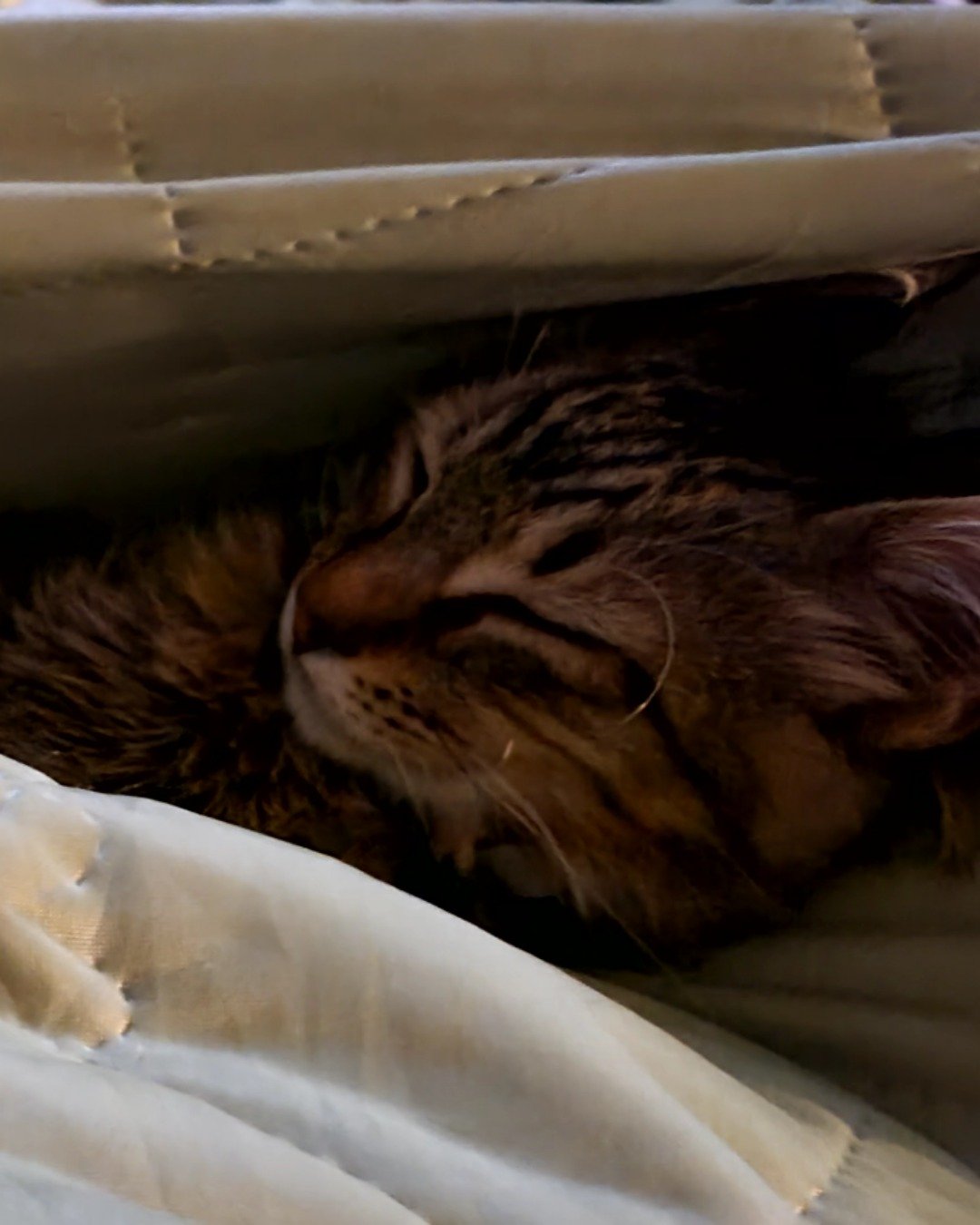 Derek the tabby. Cat, Kitten, Blanket, Person, Sleeping