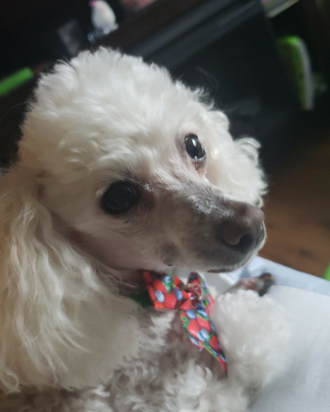Zoe the teddy bear. Dog, Puppy, Poodle, White Dog