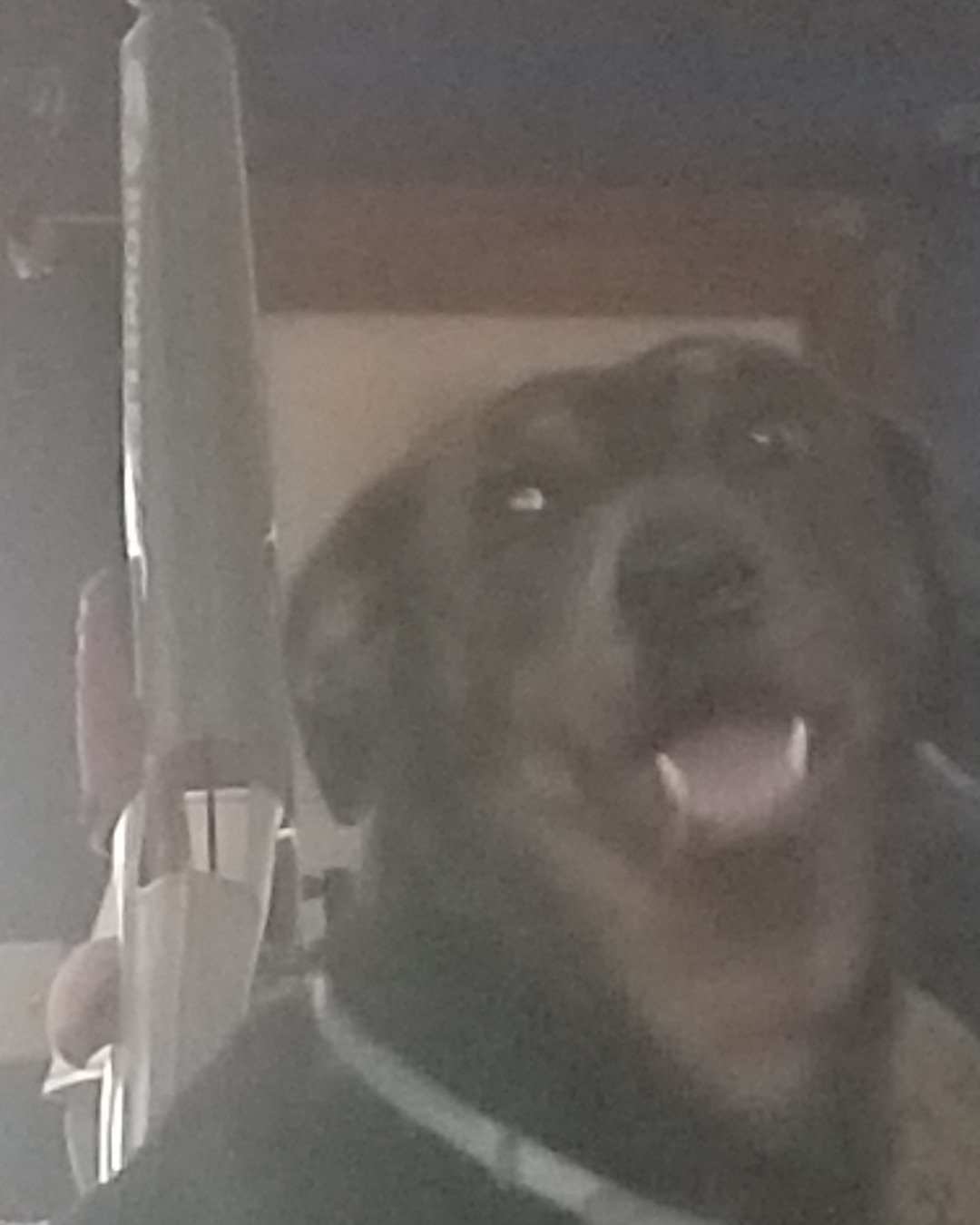 fixet the mix. Person, Dog, Puppy, Body Part, Mouth, Teeth