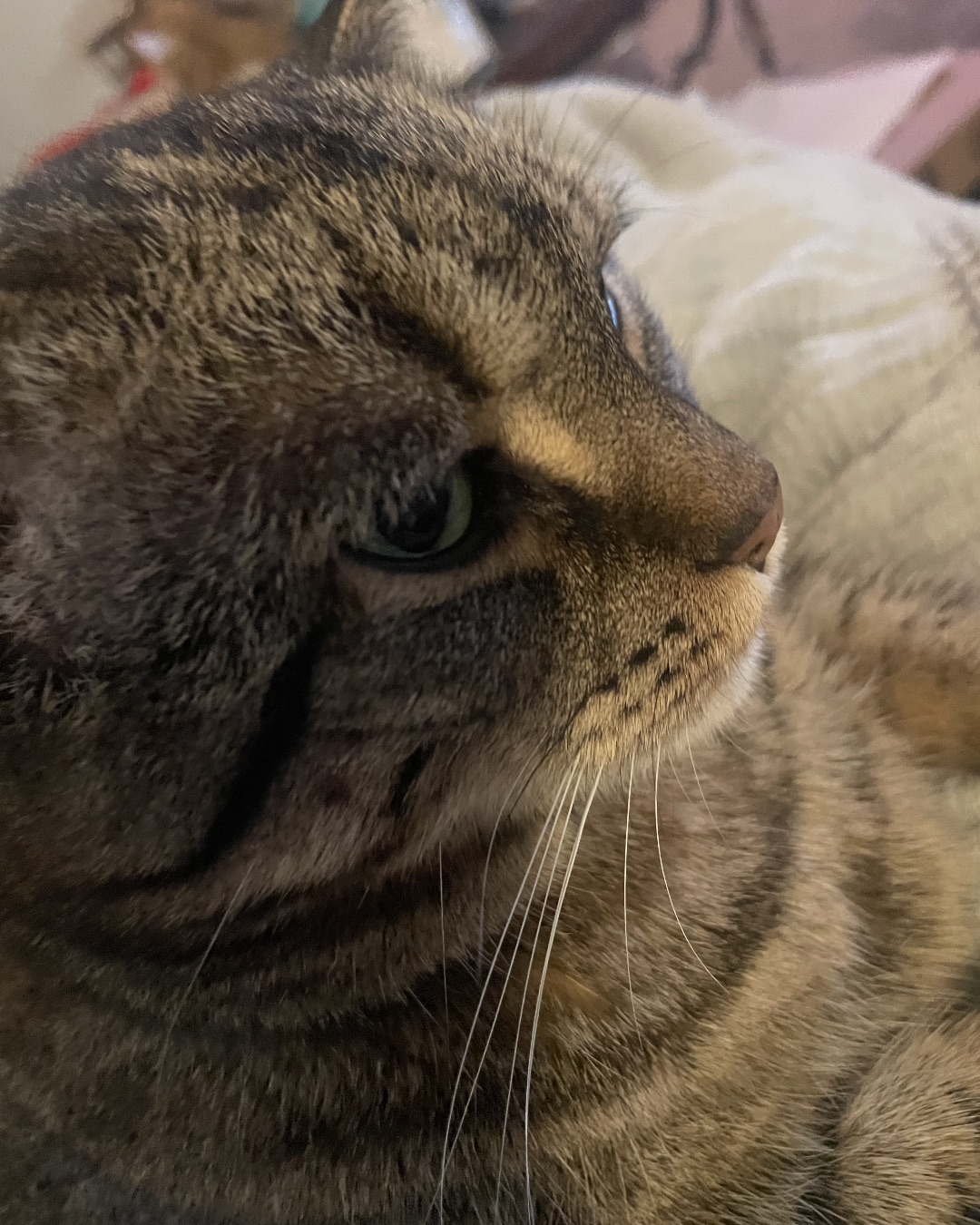ReyRey — Abyssinian, Cat