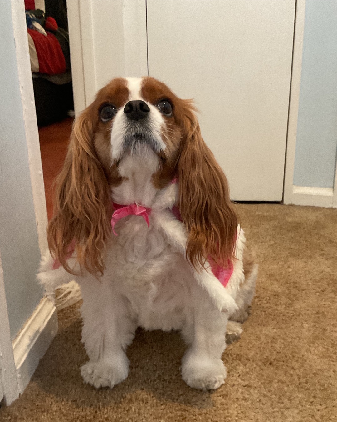 Arya the Cavalier King Charles Spaniel. Dog, Puppy, Floor, Door, Cocker Spaniel