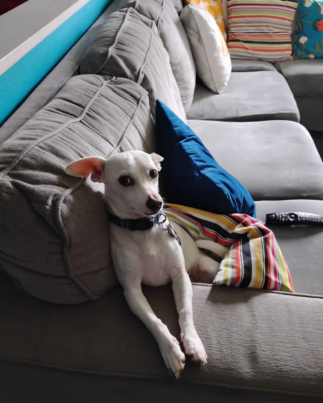 Zero the Chihuahua, Jack Russel mix. Couch, Cushion, Furniture, Home Decor, Dog, Puppy