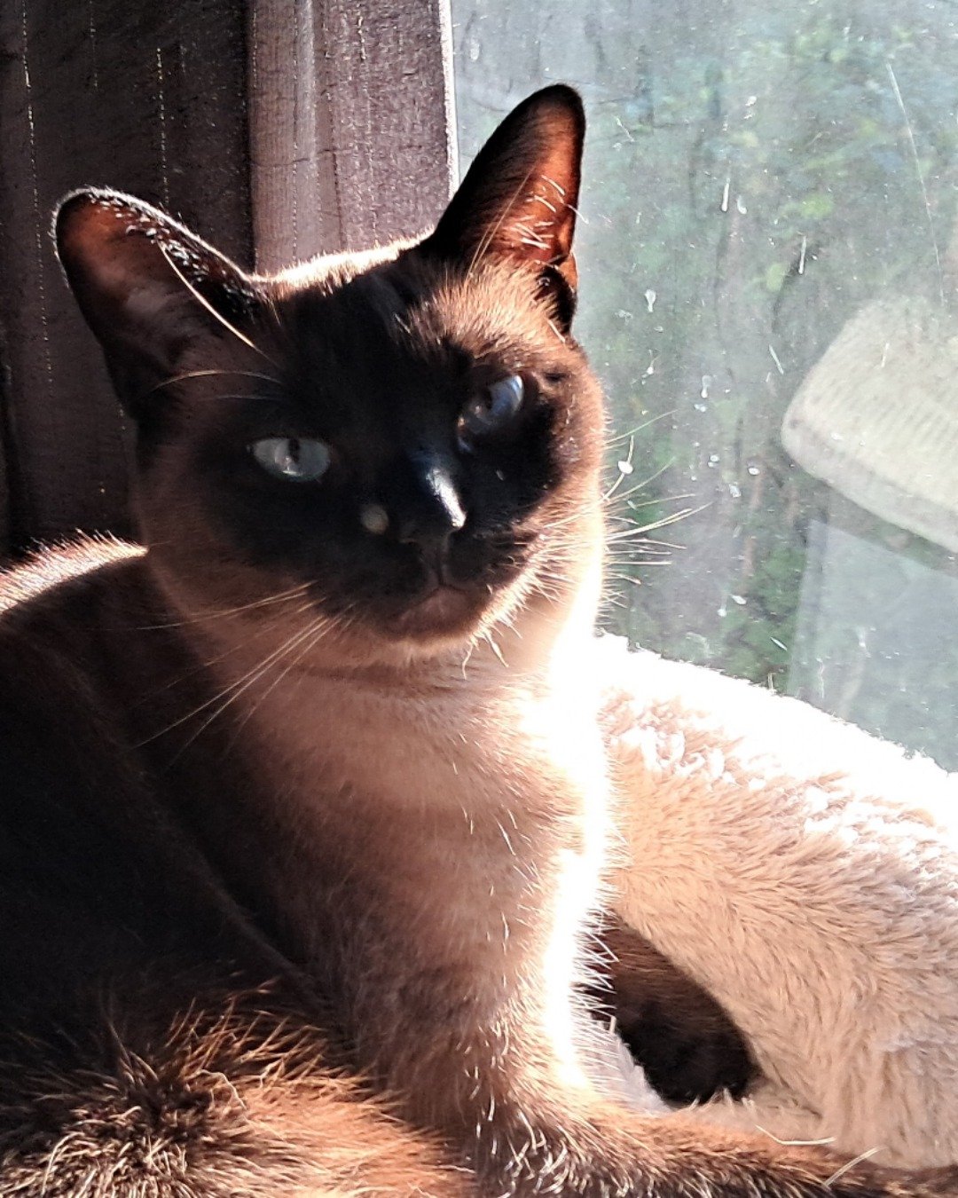 Luna🌙💫 (twin of Stella) the Siamese. Cat, Siamese