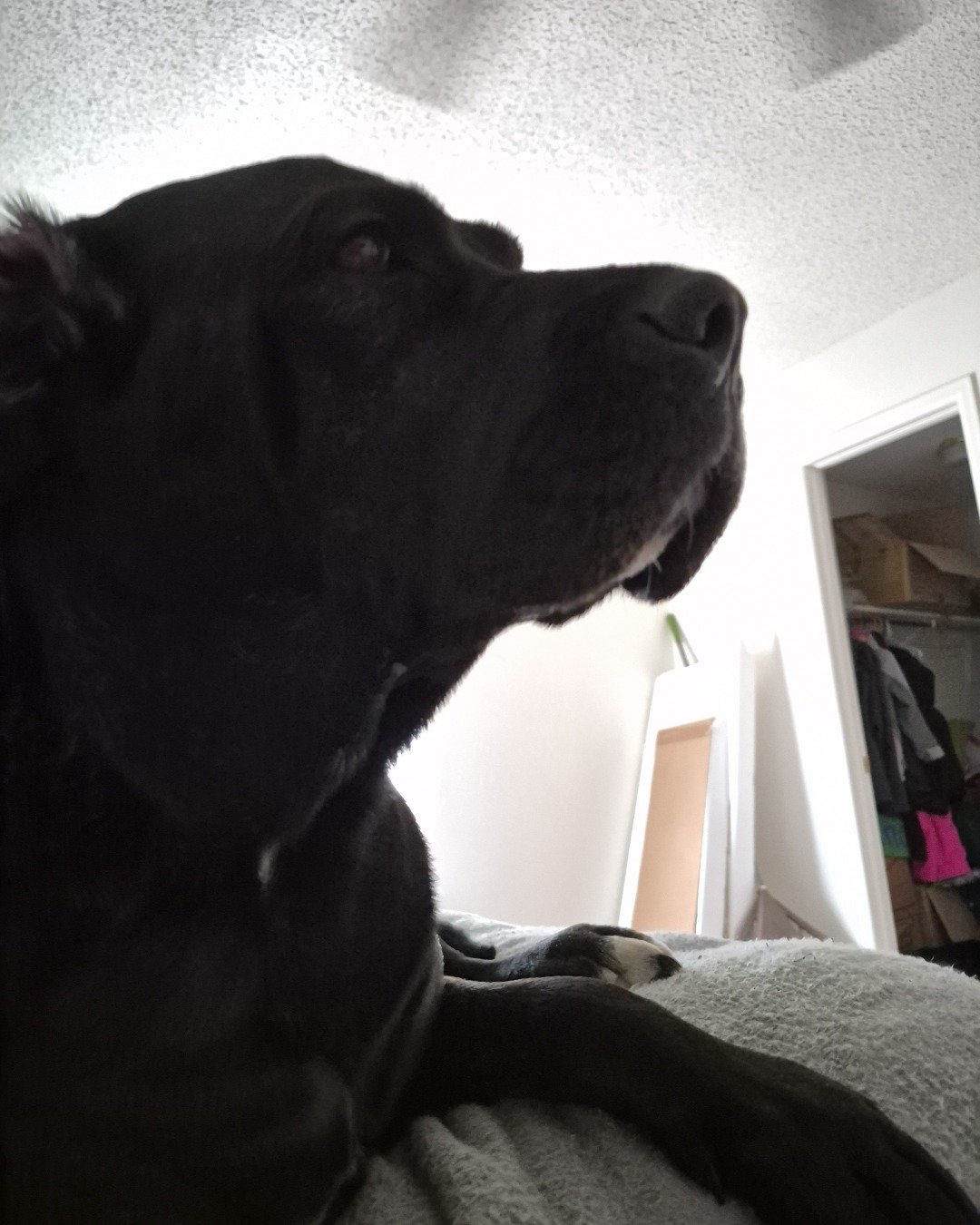 Penny💜🤎 the English mastiff mixed with cane corso. Dog, Puppy