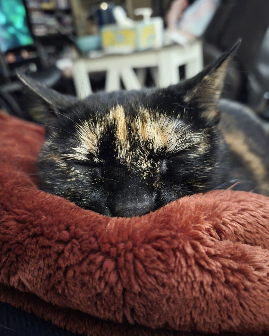 Aliss. Cat