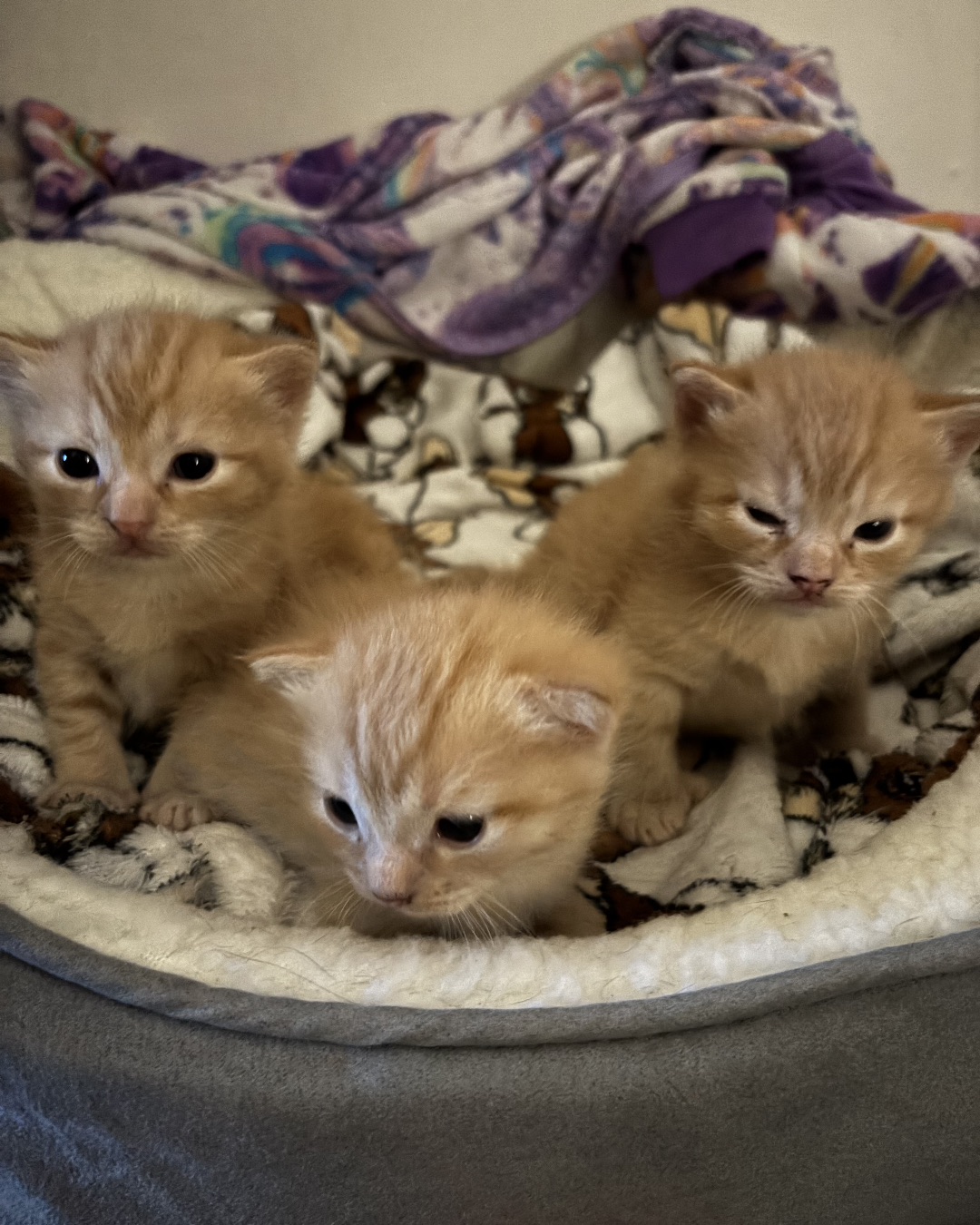 Roxy,nacho,noodle,sunny. Cat, Kitten