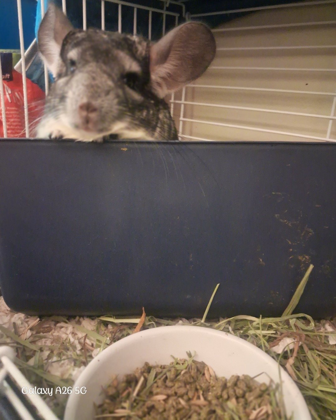 Chimmichanga the Chinchilla. Rodent, Rat, Chinchilla
