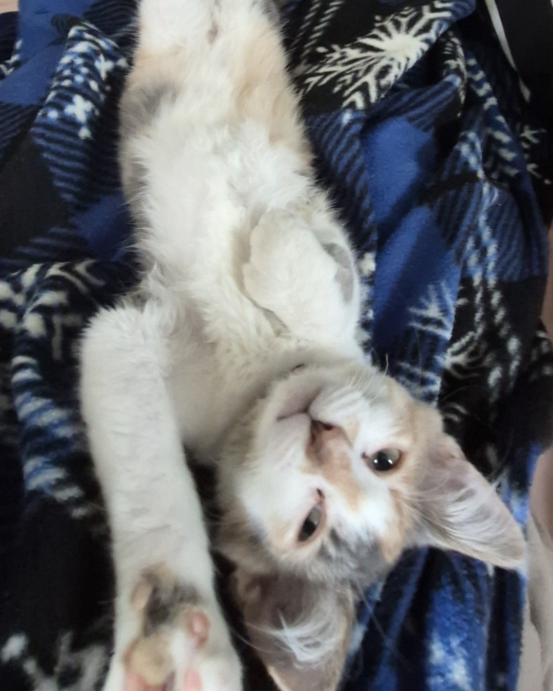 Dawn 🌅 the Calliby. Cat, Kitten, Blanket, Person