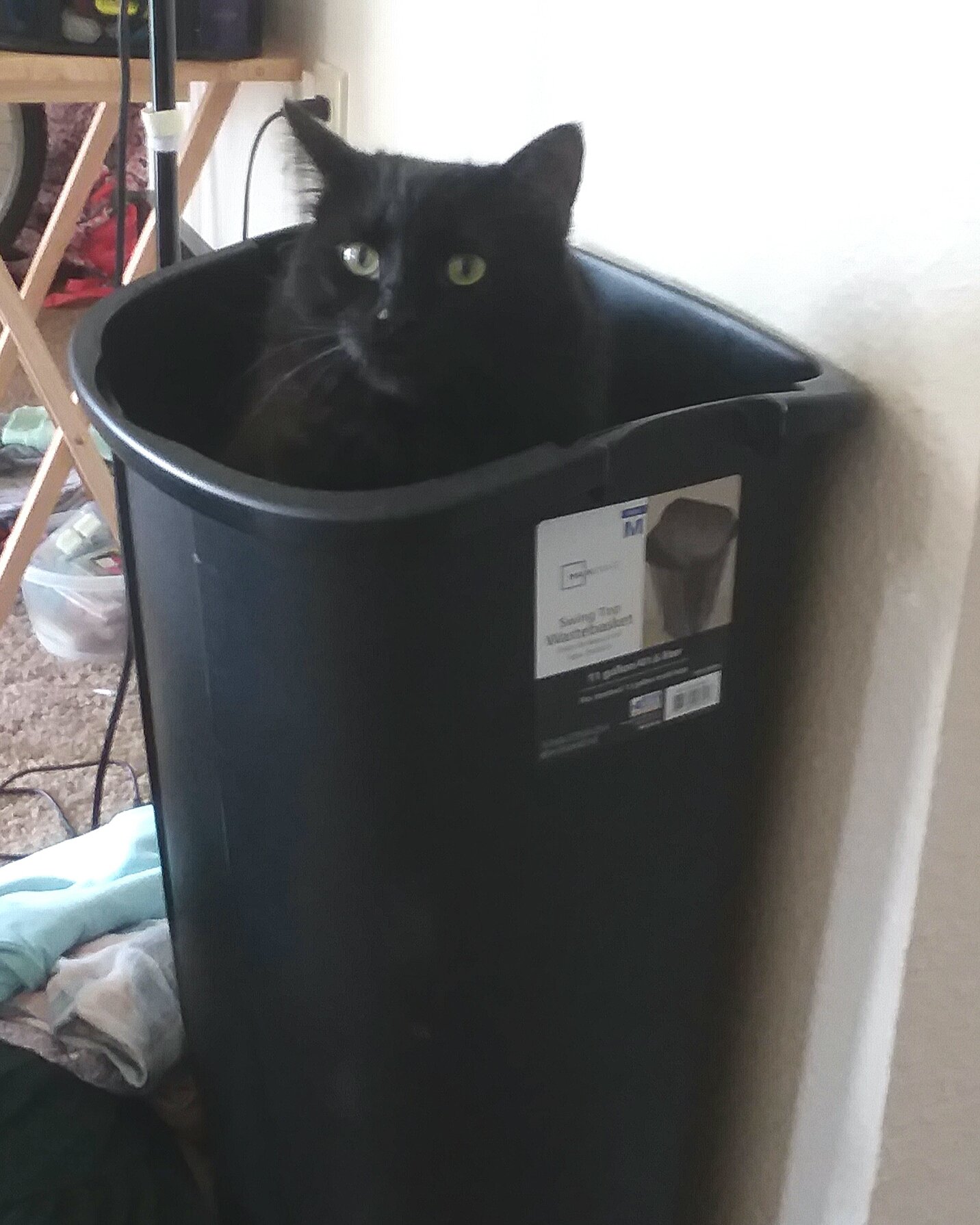 Sylvester the Unsure. Cat, Tin