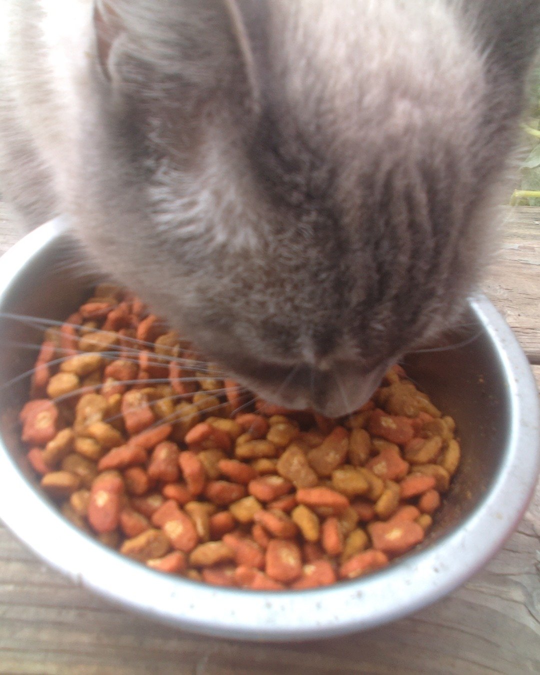 azie the unknown. Bowl, Rat, Rodent, Cat