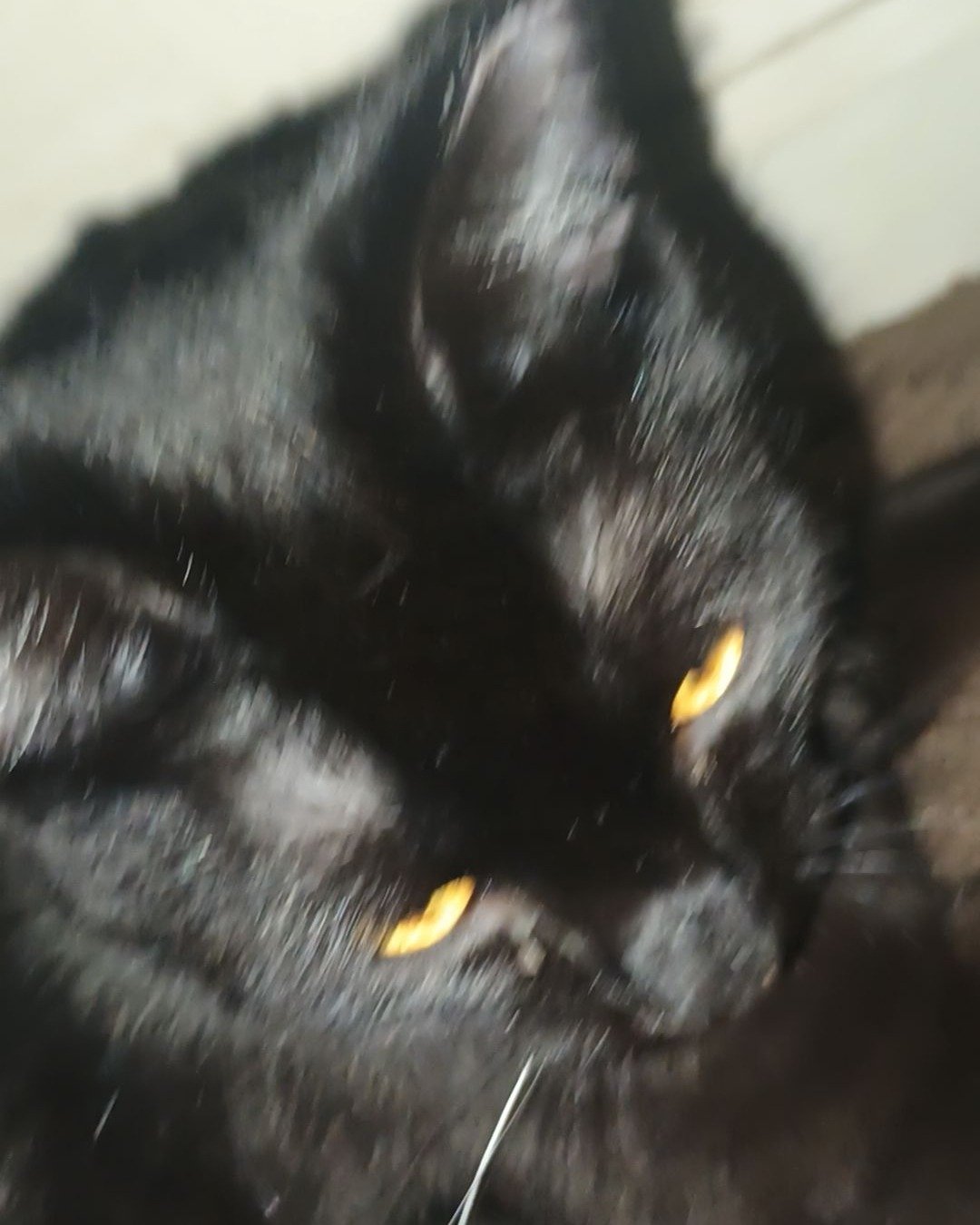 gynx. Black Cat, Cat