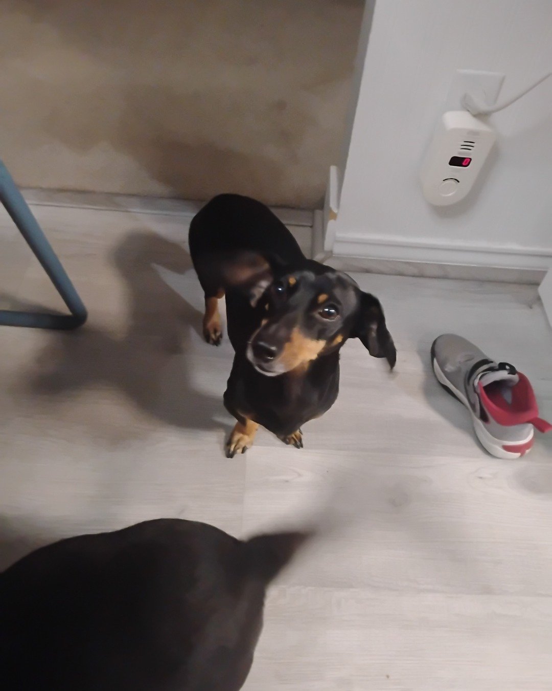 ralphie the wiener dog. Clothing, Footwear, Shoe, Dog, Puppy, Sneaker