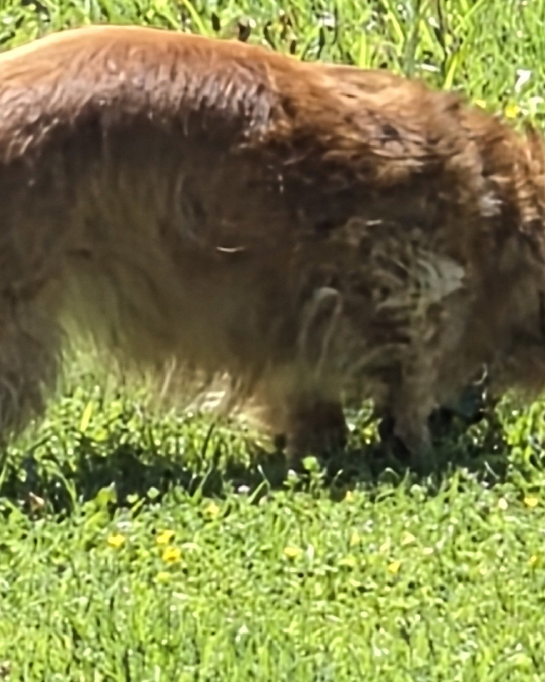 duke the weenie dog. Grass, Plant, Dog, Golden Retriever