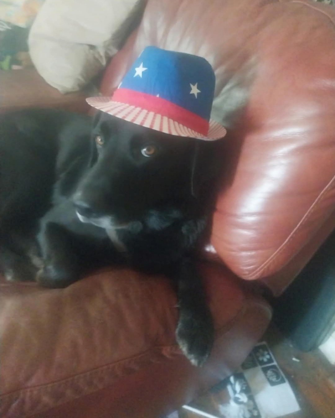 Bandit. the mutt. Dog, Puppy, Cushion, Home Decor, Clothing, Hat