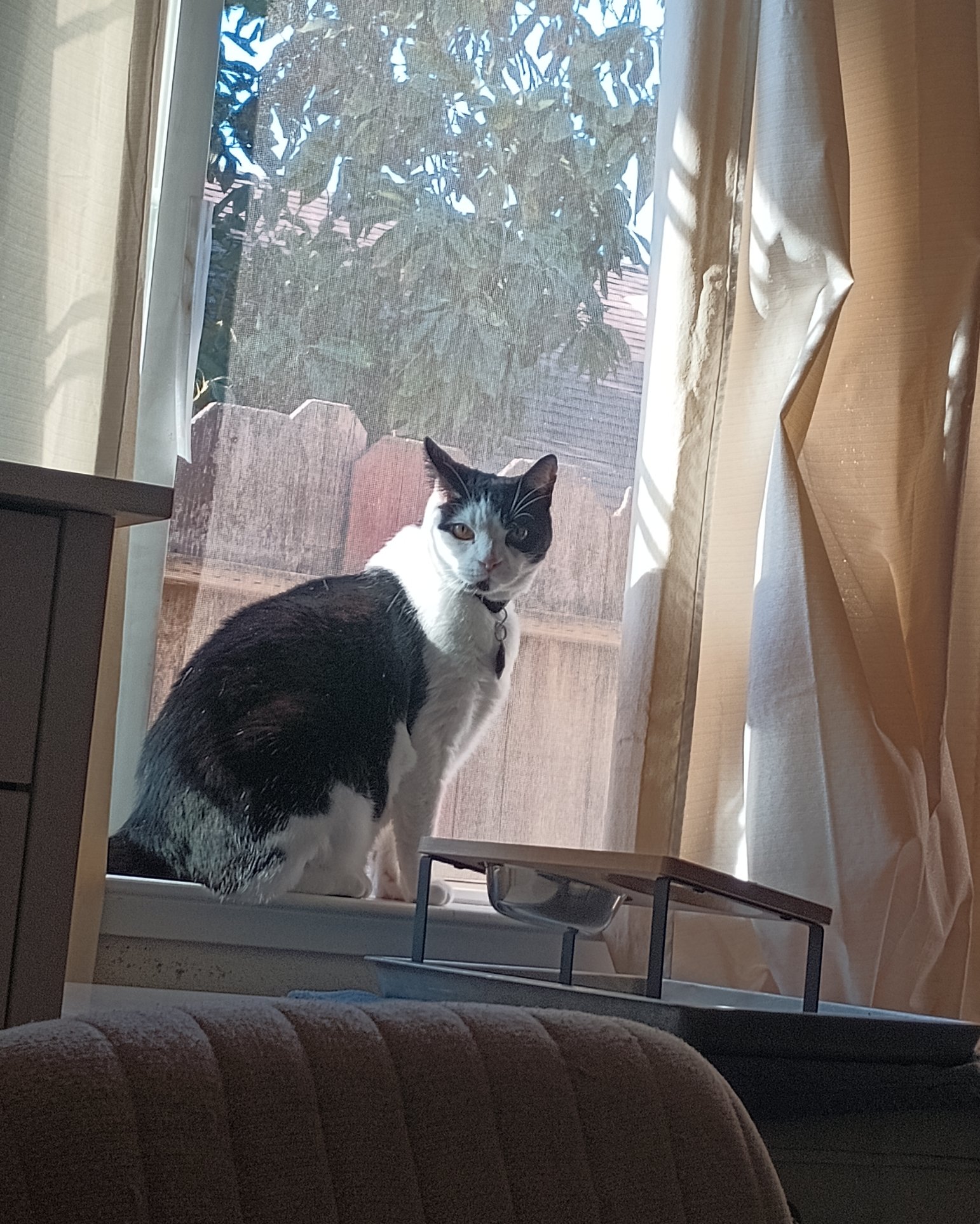 Zeke the Tuxedo. Couch, Furniture, Plant, Potted Plant, Cat, Manx