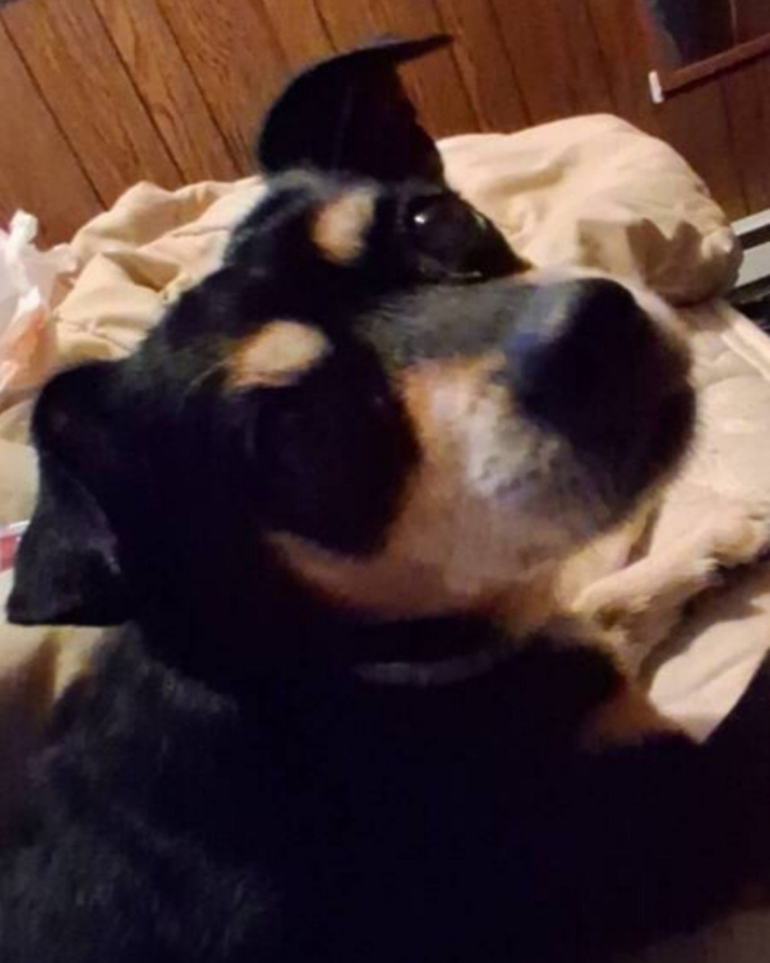 Turbo the Miniature pinscher. Dog, Hound, Puppy, Furniture
