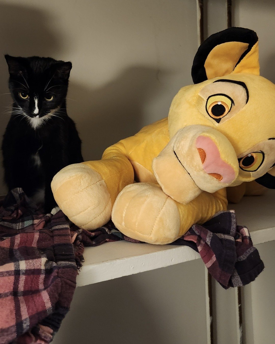 Nala the tuxedo. Plush, Toy, Cat