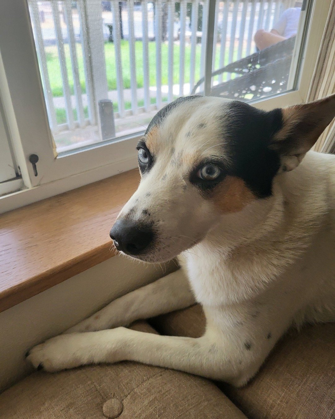 Billy the 1/4 Chihuahua 3/4 Queensland healer. Window, Dog, Puppy, Person, Windowsill