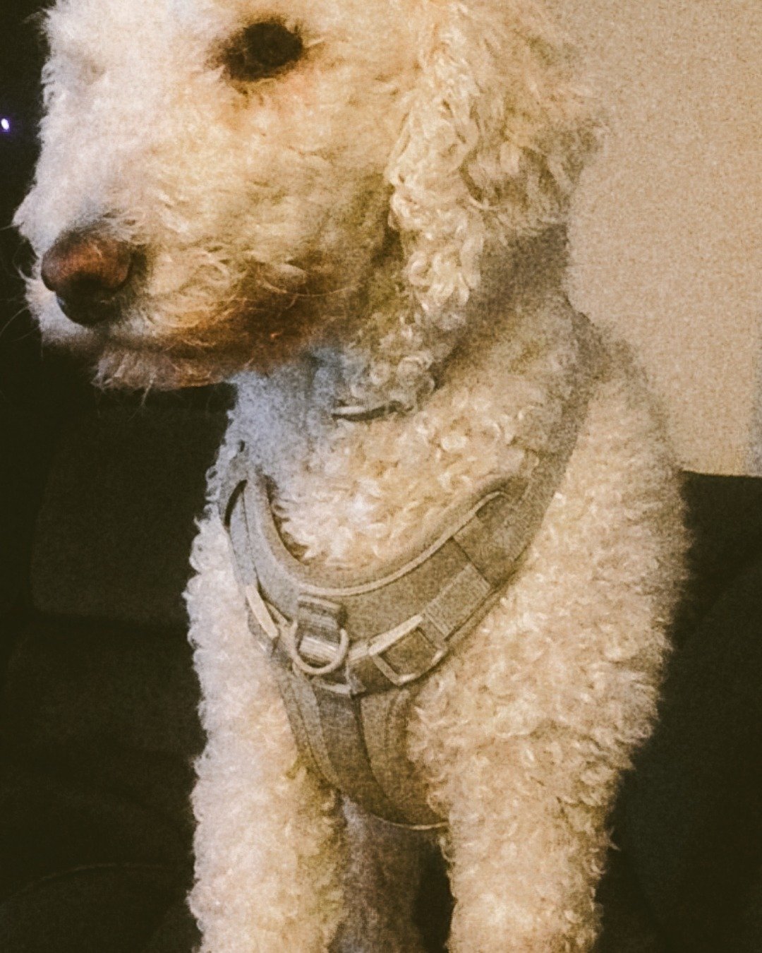 blaire the golden doodle!. Dog, Poodle, Puppy