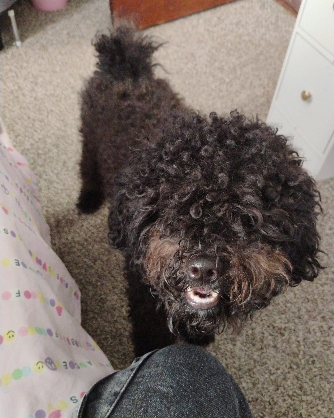 Brownie the black poodle. Dog, Poodle
