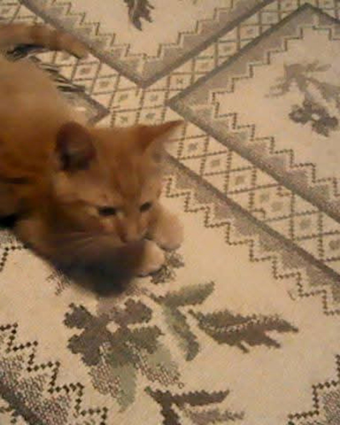 Tiger the tabby. Home Decor, Cat, Kitten, Floor