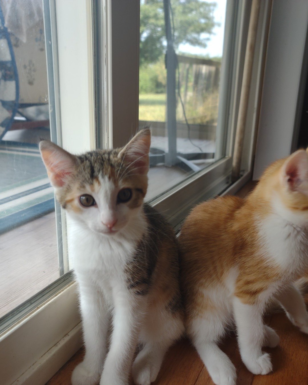 runt , abbey jr. ,and peanut butter cup the Tabby and calico. Window, Cat, Kitten, Windowsill