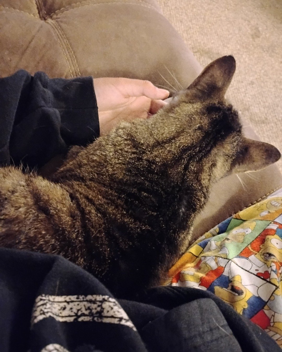 Shadow the Egyptian Tabby. Couch, Furniture, Cat, Abyssinian