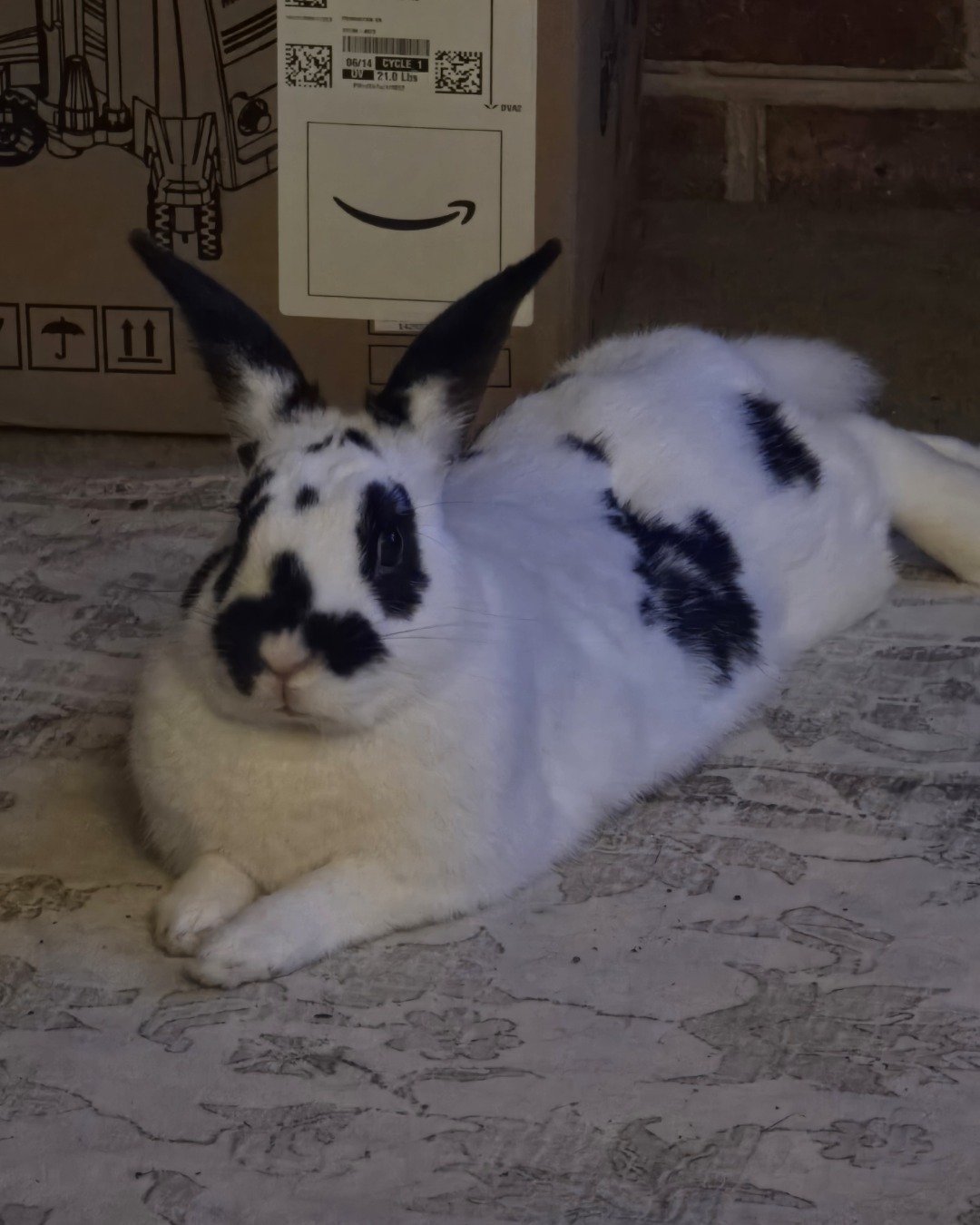 Oreo the Bunny (Rex). Hare, Rodent, Rabbit, Cat