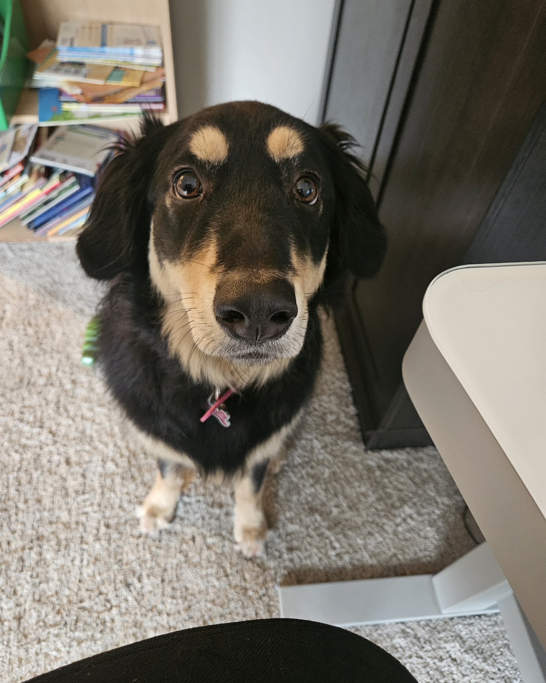 Roxi the German Shepherd Mix — Dog, Puppy, Indoors, Interior Design, Hound, Couch