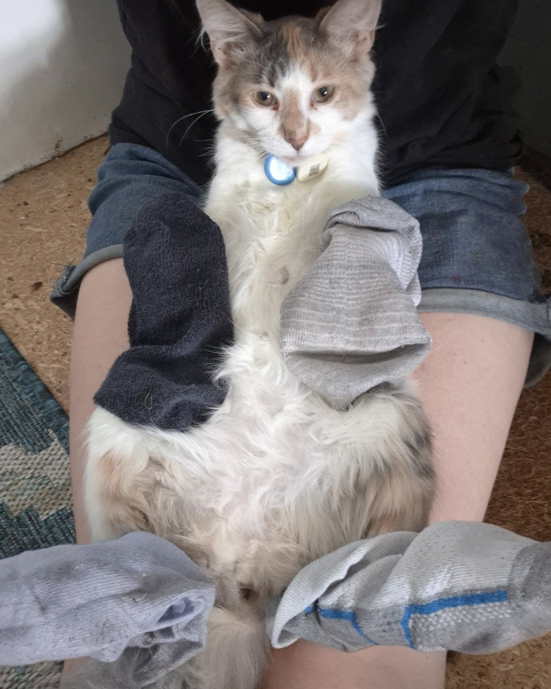 Dawn 🌅 the Calliby. Clothing, Pants, Shorts, Cat, Kitten, Couch